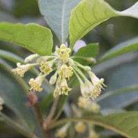 Iochroma arborescens (L.) J.M.H.Shaw